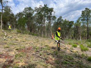 Acció Climàtica ajudarà a netejar 600 hectàrees de boscos privats a Girona