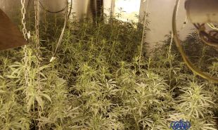 Tres detinguts responsables de dos cultius de marihuana a Castelló d'Empúries i Sant Pere Pescador