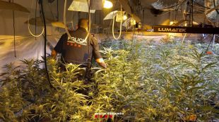 Detingut un home de 69 anys amb 904 plantes de marihuana en una masia de Sant Joan les Fonts