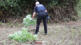 Detinguts dos ocupes a Maià de Montcal que tenien més de 1.500 plantes de marihuana en un mas