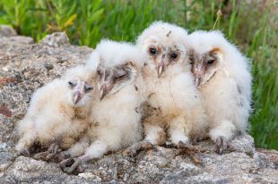 El Grup Natura Sterna instal·larà caixes niu d'òliba a les Gavarres
