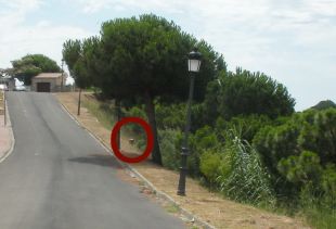 Denuncien un home per talar un pi que el privava de veure la badia de Sant Feliu des de casa