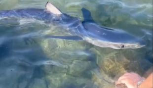 La presència de dos taurons obliga a desallotjar la platja Gran de Port de la Selva