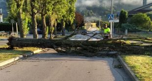 El temporal provoca la caiguda de diversos arbres a Sant Joan les Fonts