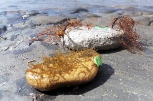 Reintrodueixen al Cap de Creus una alga extingida en els anys 80