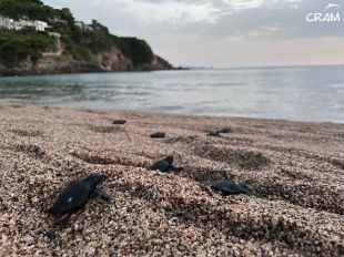 Neixen a Begur les primeres tortugues careta de la temporada