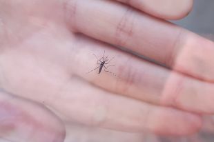Dipsalut confirma que el mosquit tigre s'ha establert a Ripoll