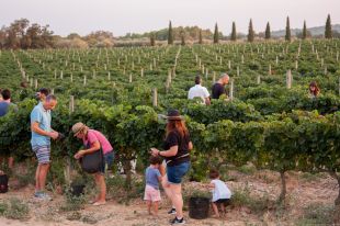 Palau-saverdera acull aquest cap de setmana la Festa de la Verema de la DO Empordà