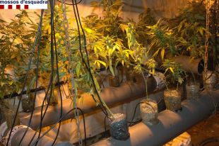 Troben més de 700 plantes de marihuana en dos domicilis de Vilanova de la Muga i Vilafant