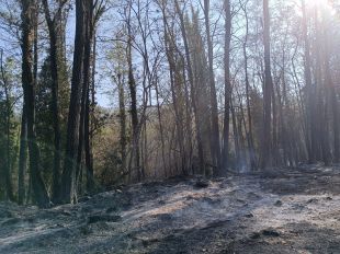 Extingit l'incendi d'Arbúcies, que ha afectat unes 4,3 hectàrees