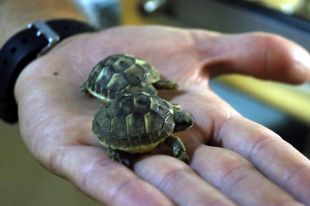 La sequera avança el naixement de tortugues mediterrànies a l'Albera i mata algunes cries