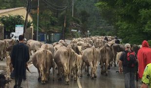 Un ramat de vaques provoca desperfectes en diverses finques de Terrades