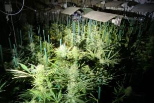 Un incendi posa al descobert un cultiu de marihuana amb més de 300 plantes a Llançà