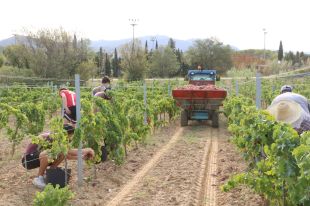 La producció de la DO Empordà caurà un 20% per la sequera