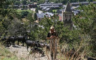 282 quilòmetres i 23 dies: un ramader i 100 cabres creuaran l'Alta Cerdanya fins el Penedès