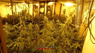 Detinguts dos responsables de dos cultius amb 525 plantes de marihuana a Cornellà del Terri