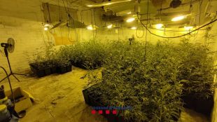 Troben 700 plantes de marihuana dins un taller mecànic durant una inspecció mediambiental