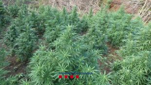 Detingut el responsable d'un cultiu de marihuana valorat amb 420.000 euros a Terrades