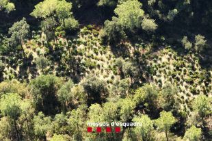Requisades més de 1.300 plantes de marihuana cultivades al massís de les Gavarres