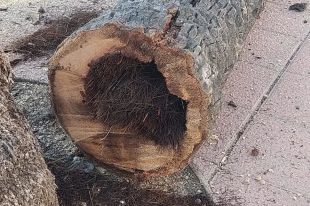 Lloret tala una desena de palmeres datileres que estaven en zones de risc