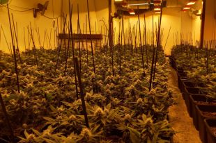 Desmantellen dues plantacions de marihuana a Vidreres