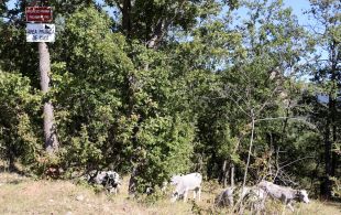 Preocupació al Ripollès pel temor que una empresa vulgui fer un gran vedat de caça elitista 