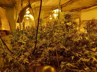 Dos detinguts per tenir un cultiu de marihuana a tocar una escola a Riells i Viabrea