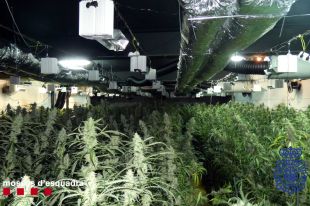 Presó per a dos detinguts en l'operatiu amb 220.000 euros en marihuana comissada a Llagostera