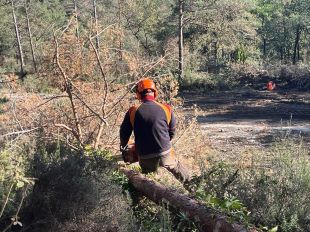 Incrementen les ajudes a boscos privats per retirar els arbres morts a causa de la sequera