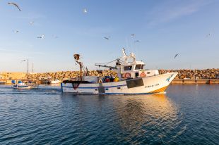 Els pescadors d'encerclament de comarques gironines comencen la veda de dos mesos