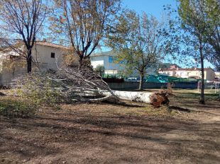 La demarcació de Girona registra 136 actuacions dels Bombers pel vent