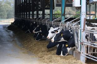 Una eina calcula el cost de produir llet perquè el sector ramader la vengui per sota preu