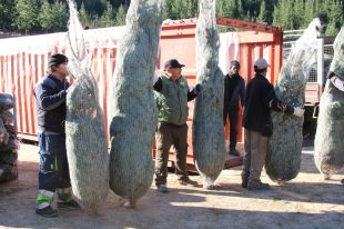 Els cultivadors d'arbres de Nadal es mostren preocupats per l'impacte de la sequera