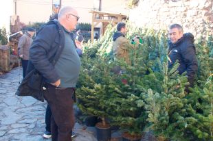 La Fira de l'Avet d'Espinelves obre portes esperant vendre 3.000 arbres de Nadal