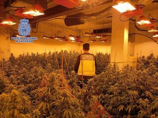 Un traficant amb 793 plantes de marihuana a Maçanet envesteix dos policies nacionals i fuig