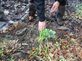 Una iniciativa vol recuperar el capell d'aigua a l'Albera que es troba en perill d'extinció