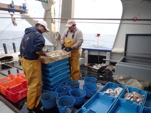 Els pescadors de Cap de Creus s'alien per millorar la comercialització dels seus productes