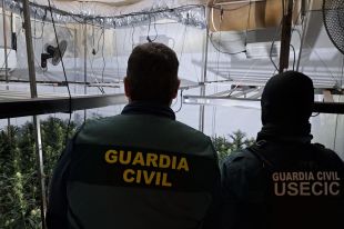 Tres detinguts i 800 plantes de marihuana requisades en una intervenció policial a Cantallops
