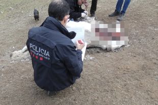 FAADA denunciarà el propietari de l'hípica del Ripollès investigada pels Mossos