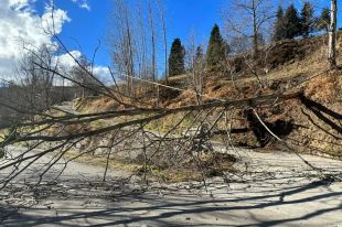 Veïns d'Espinavell es queden sense fibra òptica per la caiguda d'arbres pel vent