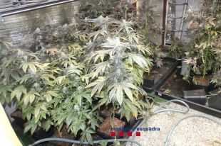 Troben 522 plantes de marihuana i 1,7 quilos de cabdells en una casa del golf de Sant Julià de Ramis