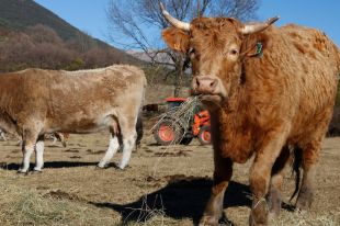 Ramaders del Ripollès no poden fer la transhumància a l'Alt Empordà per la sequera