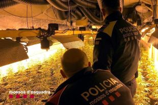 Desmantellen una banda que cultivava més de 1.200 plantes de marihuana a Sils i la Bisbal