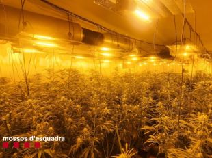 Dos detinguts i més de 700 plantes requisades d'un cultiu de marihuana a Lloret