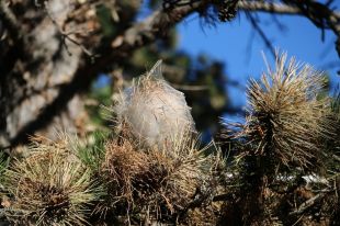 La calor i la sequera fan avançar les mesures per frenar la processionària