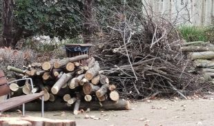 Talen divuit acàcies a la Devesa de Girona sense avís ni informe tècnic previ