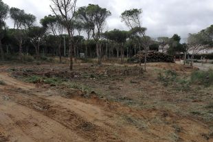 Palamós atura les obres a la pineda de la Fosca i sanciona la propietat per haver talat massa arbres