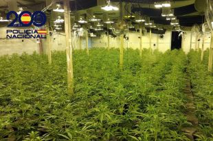 A presó el membre d'un grup criminal que tenia 1.300 plantes de marihuana a Riudarenes