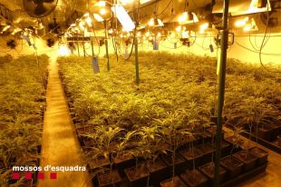Set detinguts i 1.421 plantes de marihuana intervingudes en dos operatius a Fornells i Llers
