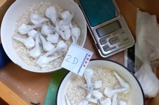 L'operatiu d'Olot acaba amb quatre detinguts i cocaïna, haixix i 15.000 euros intervinguts